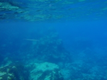 vida subacuática
